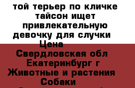 той терьер по кличке тайсон ищет привлекательную девочку для случки › Цена ­ 100 - Свердловская обл., Екатеринбург г. Животные и растения » Собаки   . Свердловская обл.,Екатеринбург г.
